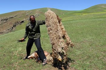 Ardabil Carpet1-Hasan Fakheri-WikiRug.jpg